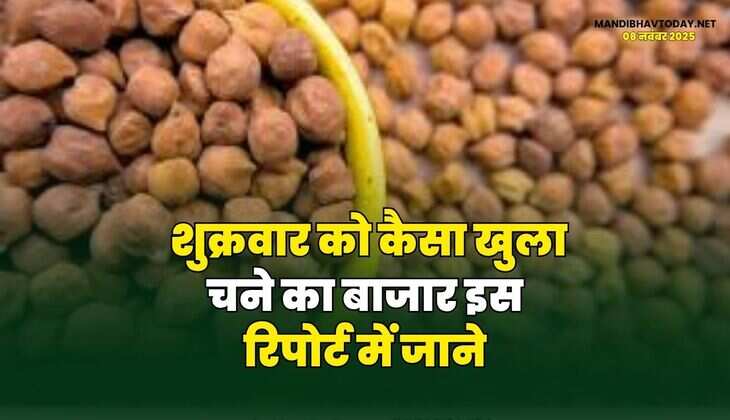 शुक्रवार को कैसा खुला चने का बाजार | इस रिपोर्ट में जाने