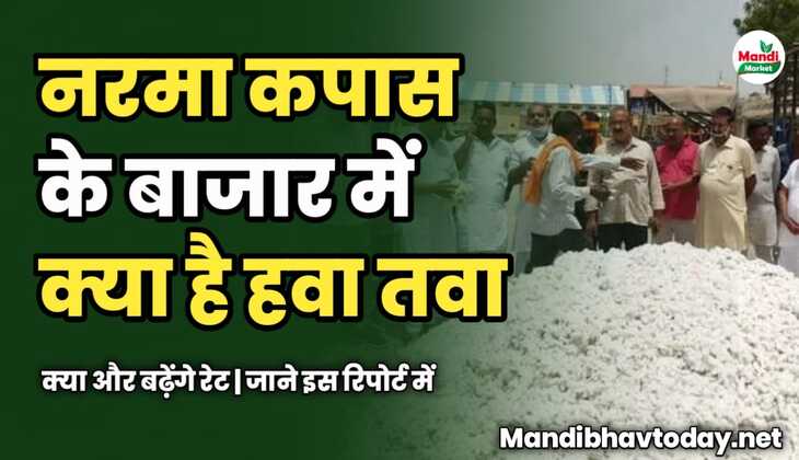 नरमा कपास के बाजार में क्या है हवा तवा | क्या और बढ़ेंगे रेट | जाने इस रिपोर्ट में