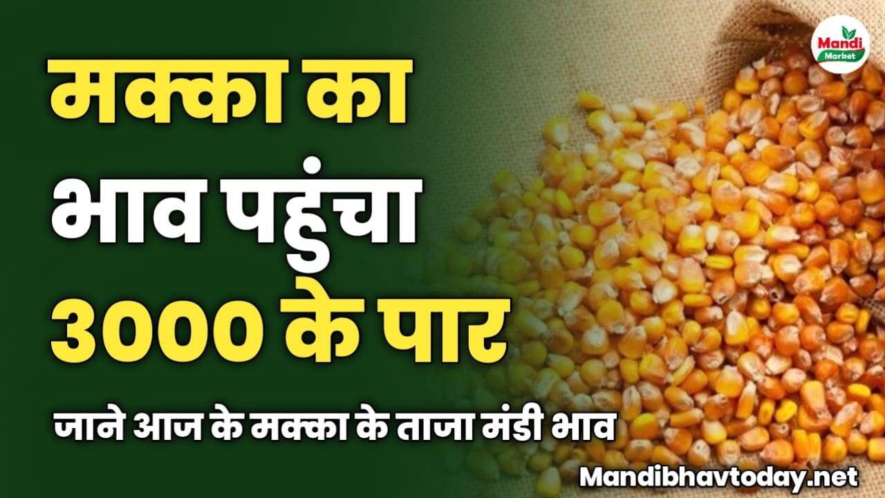 मक्का का भाव पहुंचा 3000 के पार | जाने आज के मक्का के ताजा मंडी भाव