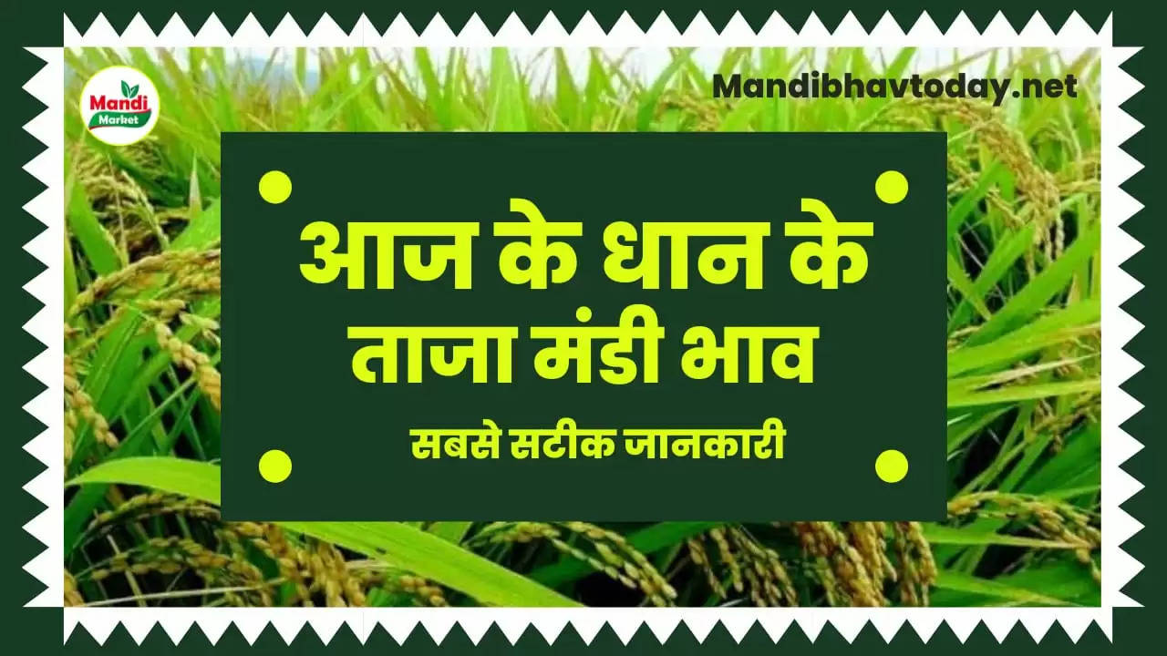 बासमती धान के ताजा भाव | Basmati Paddy Rate Today 25 February 2023
