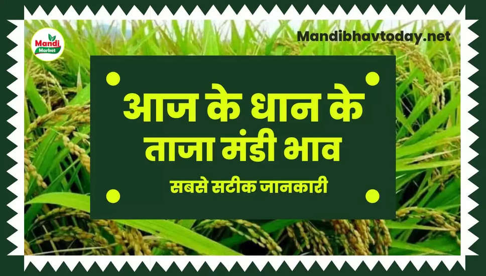 बासमती धान के ताजा भाव | Basmati Paddy Rate Today 04 February 2023