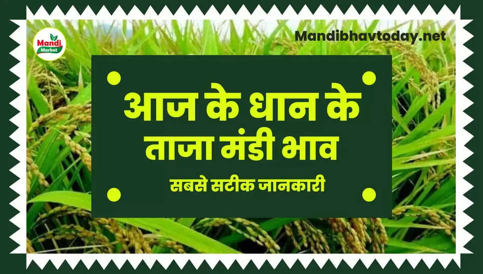 बासमती धान के ताजा भाव | Basmati Paddy Rate Today 16 February 2023