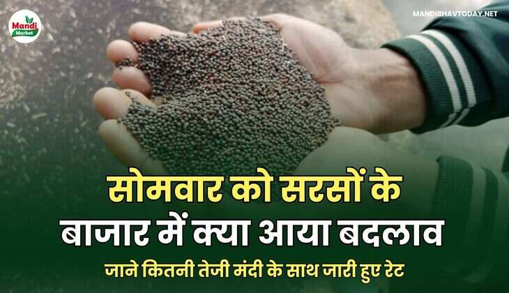 सोमवार को सरसों के बाजार में क्या आया बदलाव | जाने कितनी तेजी मंदी के साथ जारी हुए रेट