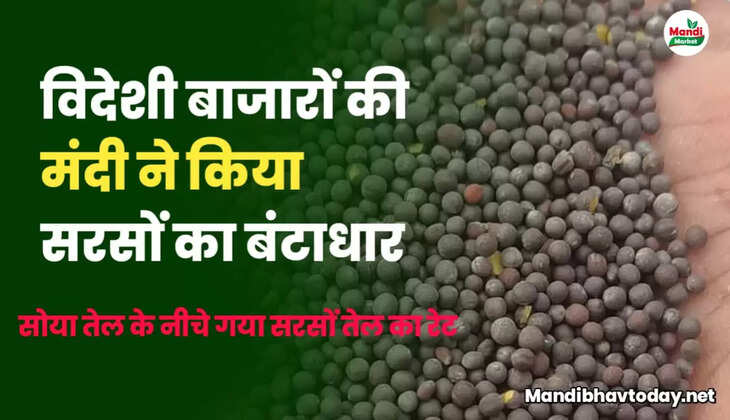 when mustard rate will rise