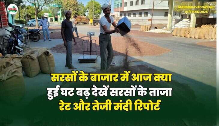 सरसों के बाजार में आज क्या हुई घट बढ़ | देखें सरसों के ताजा रेट और तेजी मंदी रिपोर्ट