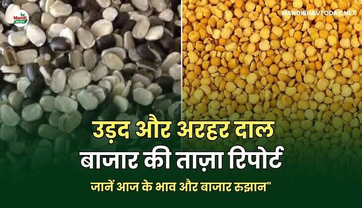 उड़द और अरहर दाल बाजार की ताज़ा रिपोर्ट &ndash; जानें आज के भाव और बाजार रुझान" 