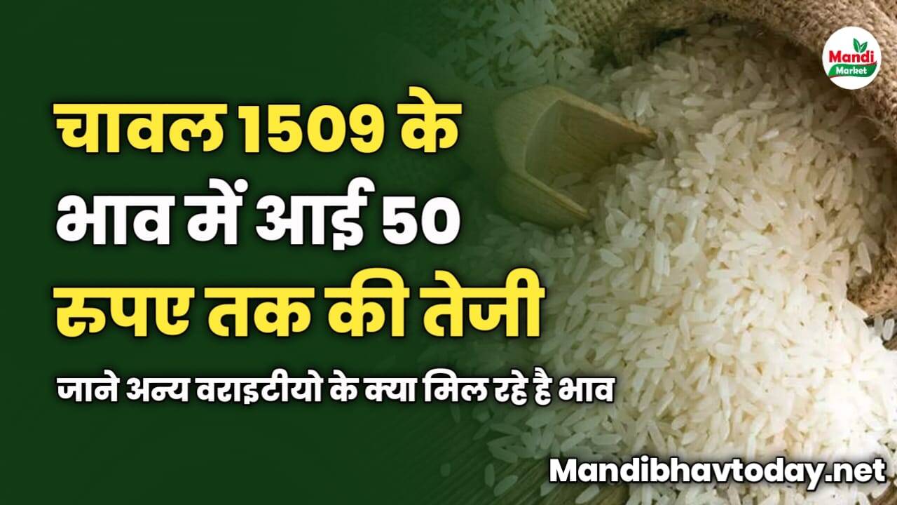 चावल 1509 के भाव में आई 50 रुपए तक की तेजी | जाने अन्य वराइटीयो के क्या मिल रहे है भाव