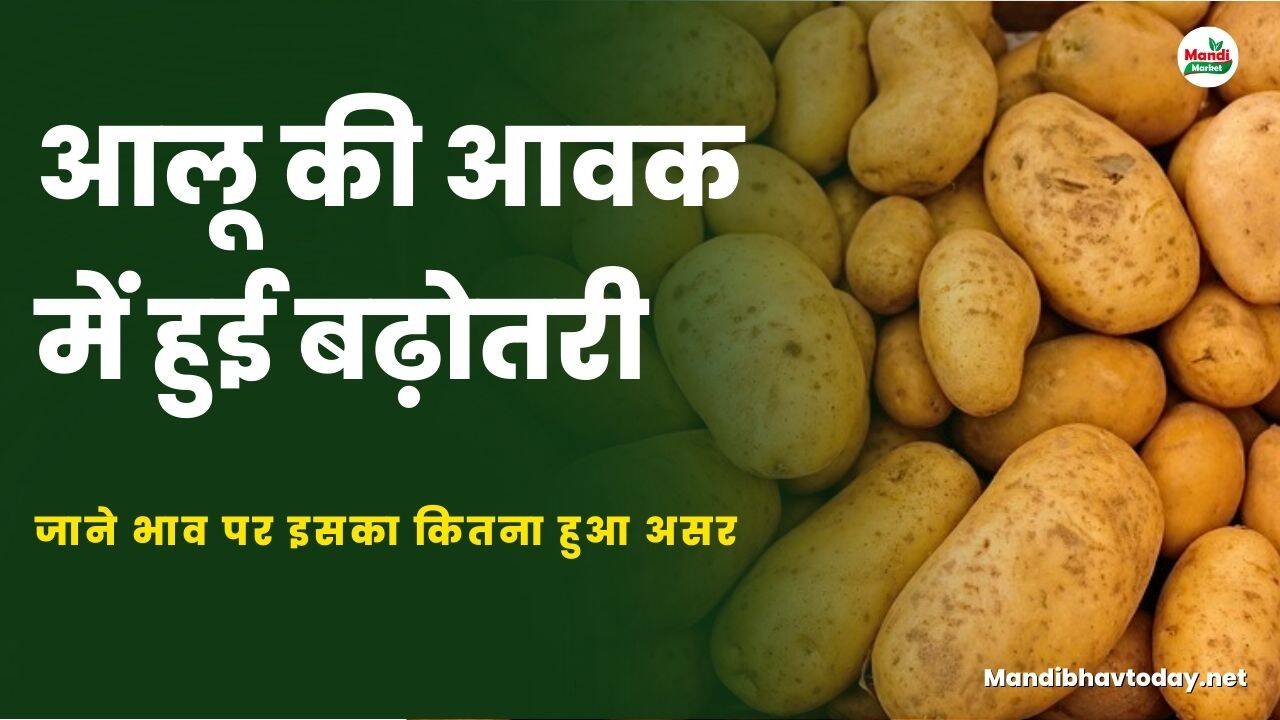 आलू की आवक में हुई बढ़ोतरी | जाने भाव पर इसका कितना हुआ असर