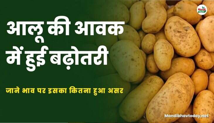 आलू की आवक में हुई बढ़ोतरी | जाने भाव पर इसका कितना हुआ असर  