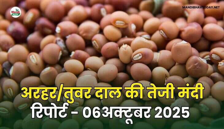 अरहर /तुवर  दाल की तेजी मंदी रिपोर्ट - 06 अक्टूबर 2025