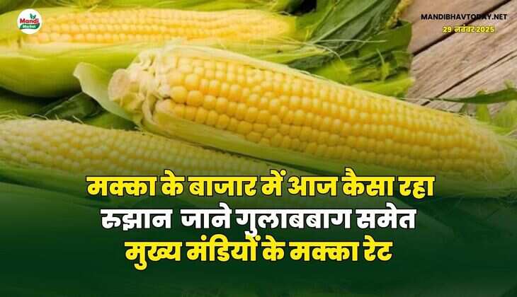 मक्का के बाजार में आज कैसा रहा रुझान | जाने गुलाबबाग समेत मुख्य मंडियों के मक्का रेट