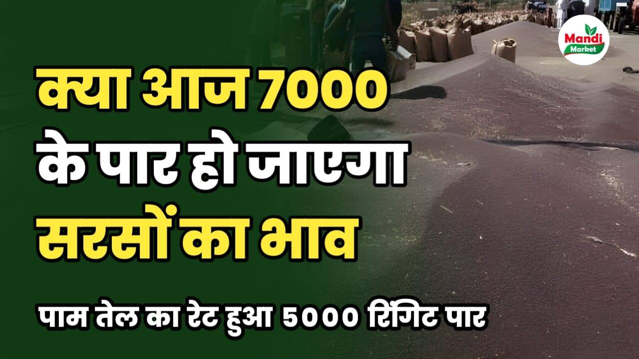5000 के पार हुआ पाम तेल | क्या आज 7000 के पार हो जाएगा सरसों का रेट | जाने रिपोर्ट में