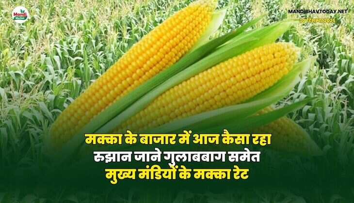 मक्का के बाजार में आज कैसा रहा रुझान | जाने गुलाबबाग समेत मुख्य मंडियों के मक्का रेट