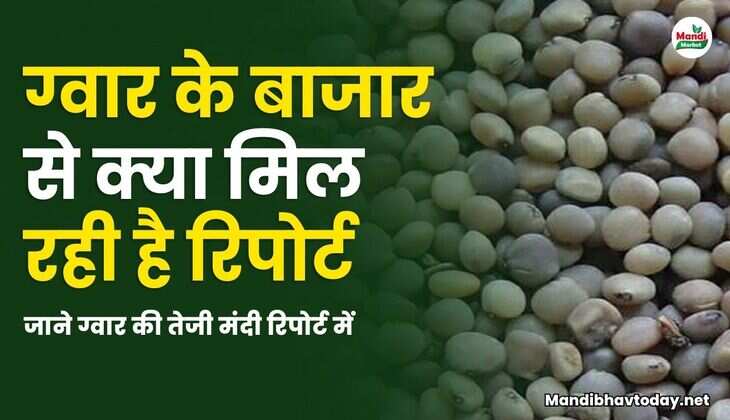 जाने ग्वार की तेजी मंदी रिपोर्ट में