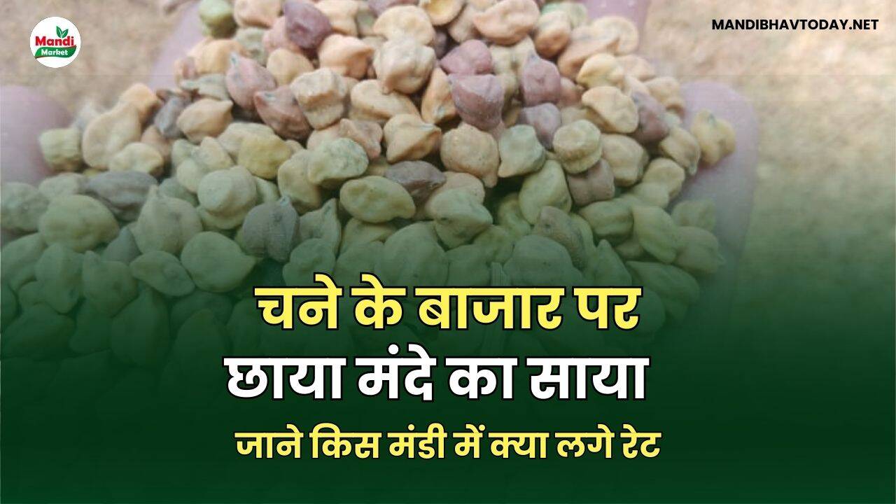 चने के बाजार पर छाया मंदे का साया | जाने किस मंडी में क्या लगे रेट