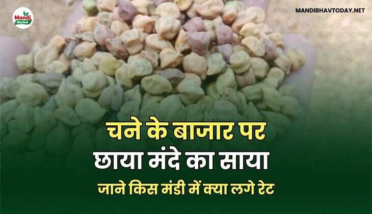 चने के बाजार पर छाया मंदे का साया | जाने किस मंडी में क्या लगे रेट