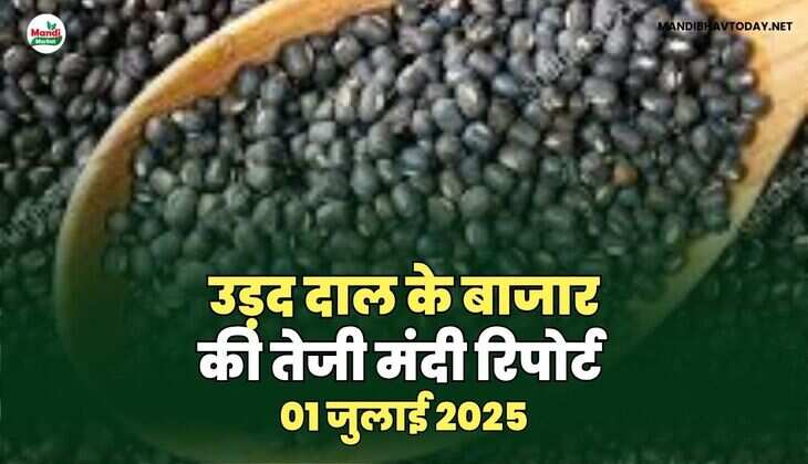 उड़द तेजी मंदी रिपोर्ट -01 जुलाई 2025