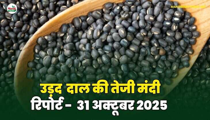 उड़द दाल की तेजी मंदी रिपोर्ट - 31 अक्टूबर 2025