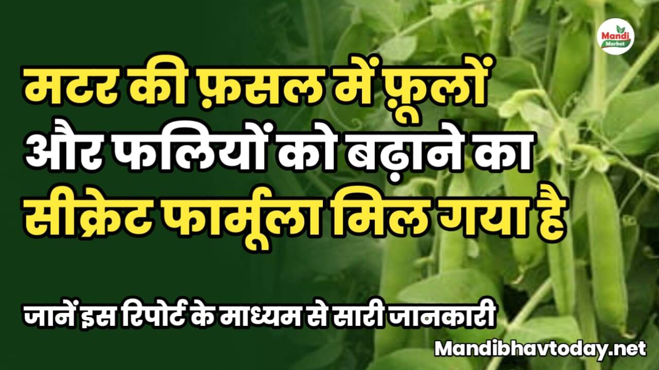 मटर की फ़सल में फ़ूलों और फलियों को बढ़ाने का सीक्रेट फार्मूला मिल गया है | यहां जाने