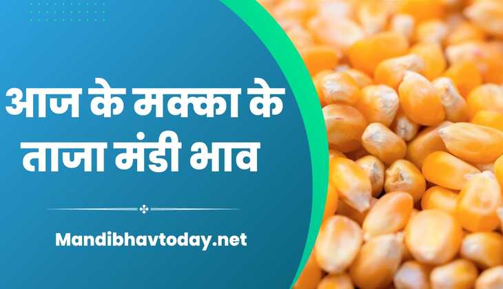 देखे आज मक्का के बाजार में क्या हल चल है | जाने मक्का के ताजा मंडी भाव 