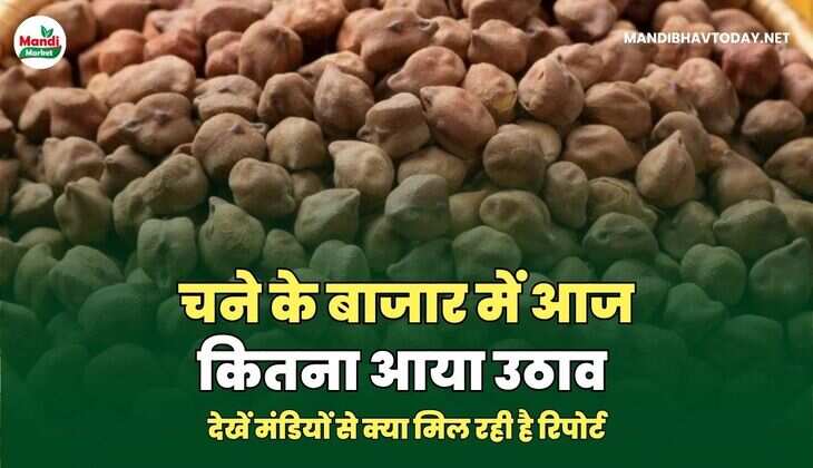चने के बाजार में आज कितना आया उठाव | देखें मंडियों से क्या मिल&nbsp;रही&nbsp;है&nbsp;रिपोर्ट
