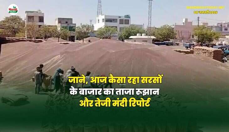 जाने, आज कैसा रहा सरसों के बाजार का ताजा रूझान और तेजी मंदी रिपोर्ट