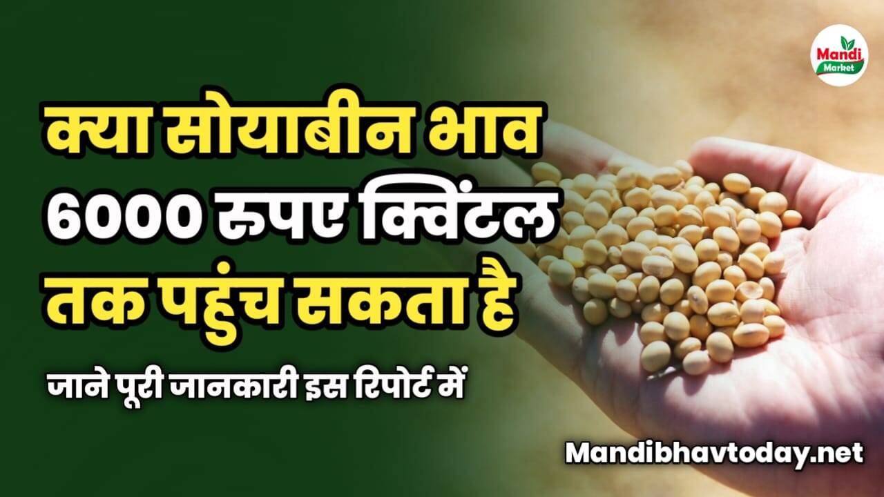 क्या सोयाबीन का भाव 6000 रुपए क्विंटल तक पहुंच सकता है | जाने पूरी जानकारी इस रिपोर्ट में