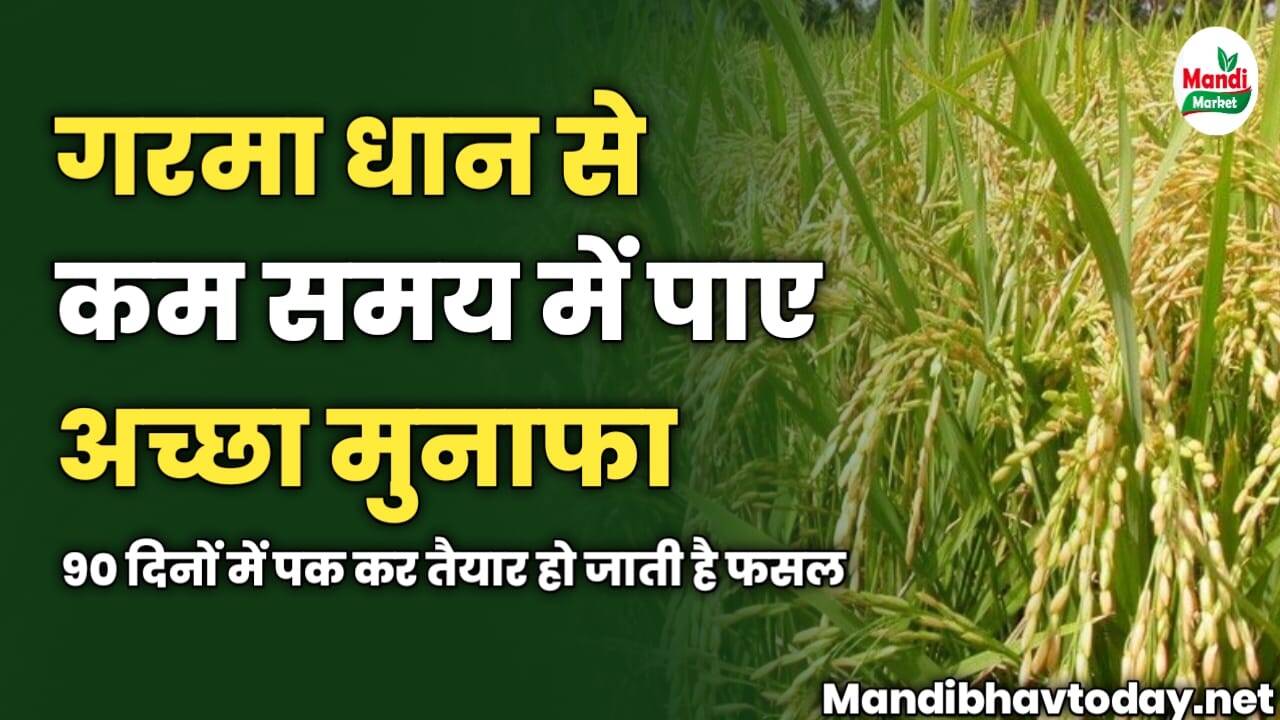 गरमा धान से कम समय में पाए अच्छा मुनाफा | 90 दिनों में पक कर तैयार हो जाती है फसल
