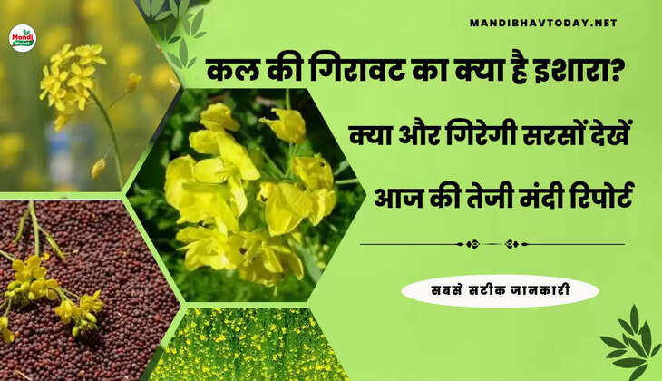 Sarso ki teji mandi report 11 nov 22 