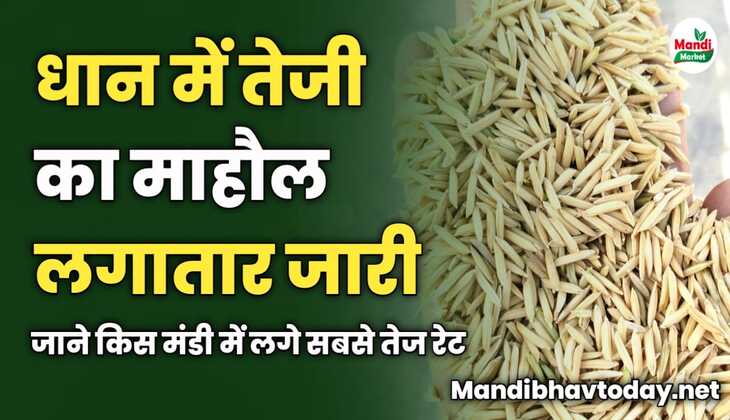 धान में तेजी का माहौल लगातार जारी | जाने किस मंडी में लगे सबसे तेज रेट