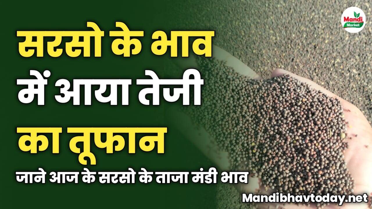 सरसो की कीमतों में आया तेजी का तूफान | जाने आज के सरसो के ताजा मंडी भाव