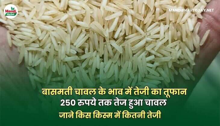 बासमती चावल के भाव में तेजी का तूफान | 250 रुपये तक तेज हुआ चावल | जाने किस किस्म में कितनी तेजी