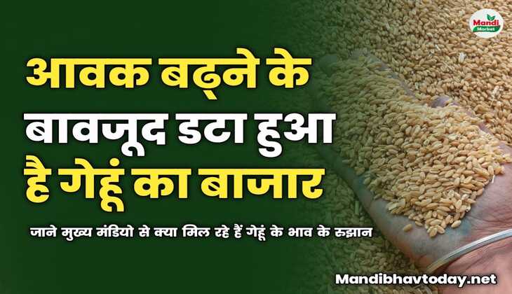 आवक बढ्ने के बावजूद डटा हुआ है गेहूं का बाजार | जाने मुख्य मंडियो से क्या मिल रहे हैं गेहूं के भाव के रुझान