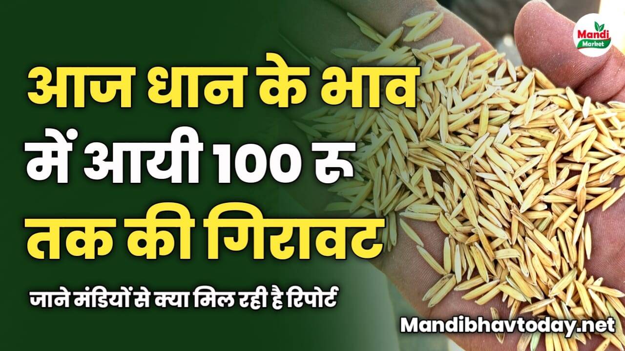 आज धान के भाव में आयी 100 रू तक की गिरावट | जाने मंडियों से क्या मिल रही है रिपोर्ट