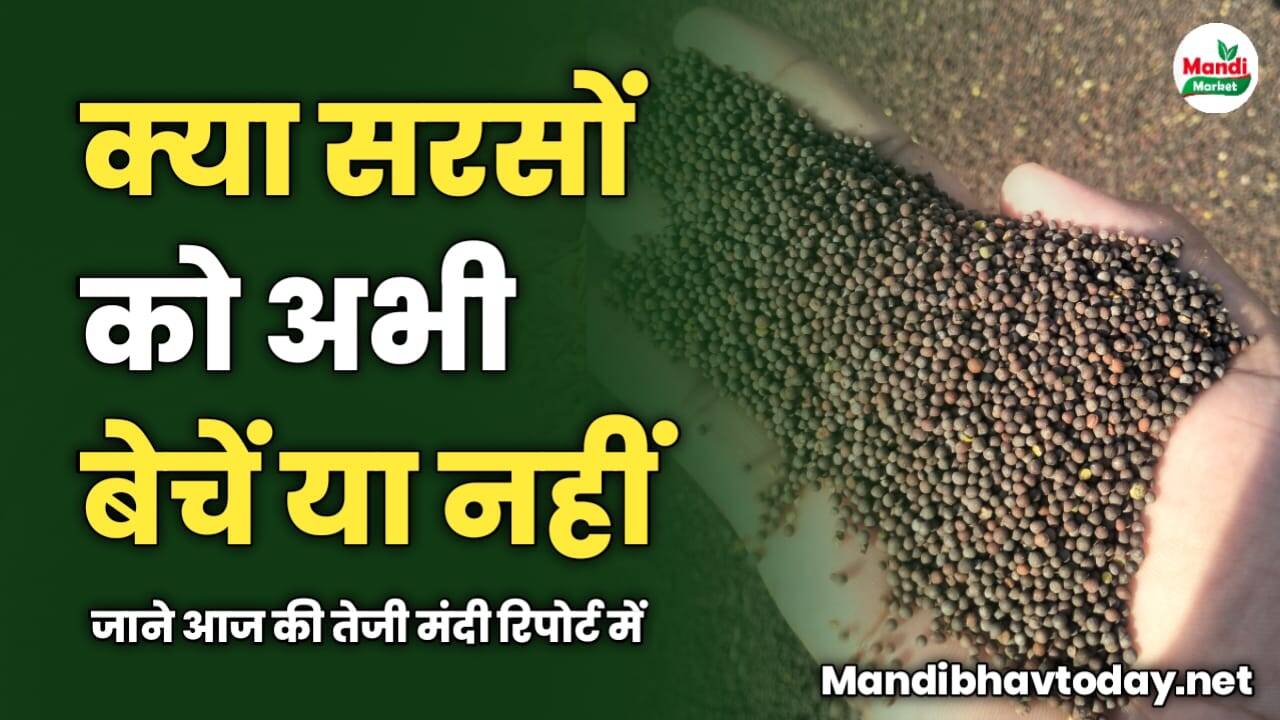 सरसों को अभी बेचें या नहीं | जाने आज की तेजी मंदी रिपोर्ट में