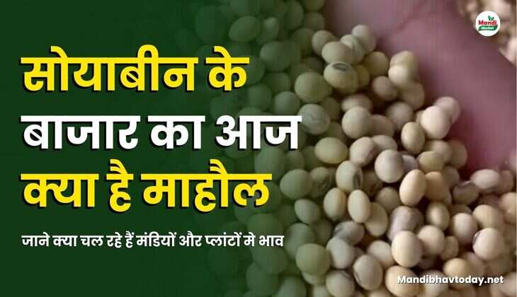 सोयाबीन के बाजार का आज क्या है माहौल | जाने क्या चल रहे हैं मंडियों और प्लांटों मे भाव 