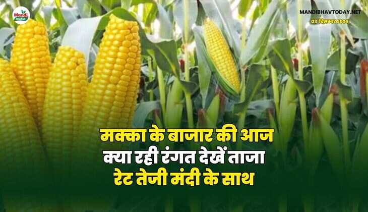 मक्का के बाजार की आज क्या रही रंगत | देखें ताजा रेट तेजी मंदी के साथ