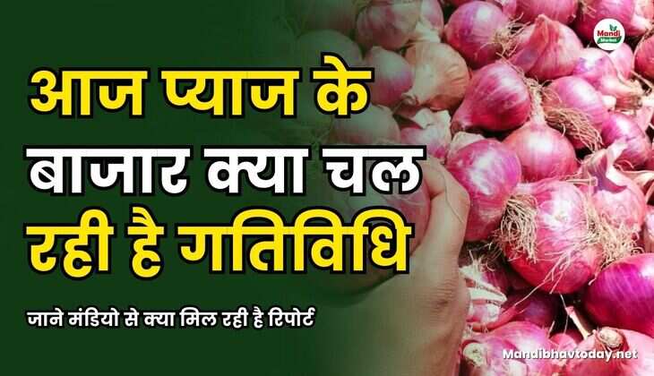 जाने मंडियो से क्या मिल रही है रिपोर्ट