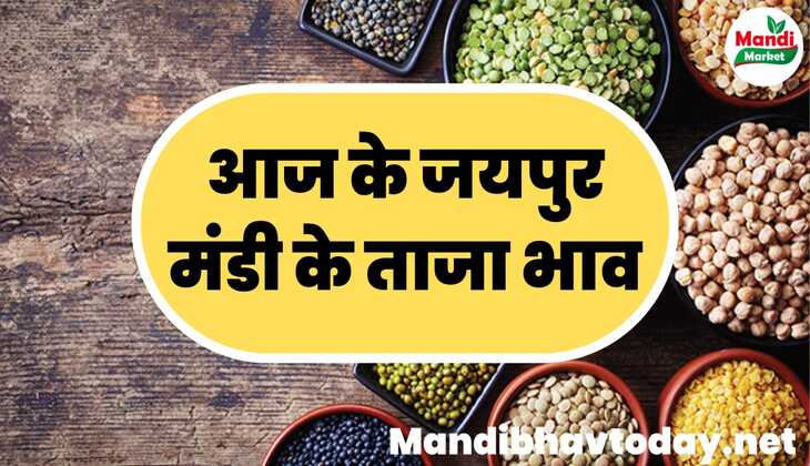 जयपुर मंडी के ताजा मंडी भाव | jaipur mandi ke bhav 31 january 2024