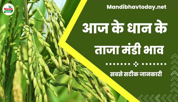 बासमती धान के ताजा भाव | Basmati Paddy Rate Today 05 November 22 