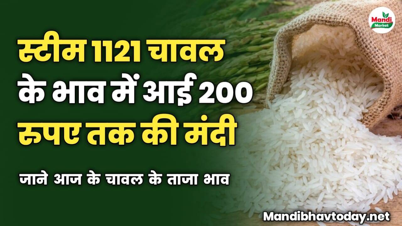 स्टीम 1121 चावल के भाव में आई 200 रुपए तक की मंदी | जाने आज के चावल के ताजा भाव