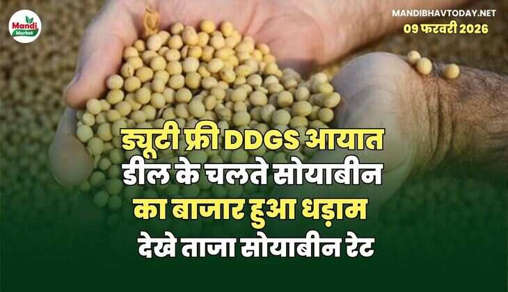 ड्यूटी फ्री DDGS आयात डील के चलते सोयाबीन का बाजार हुआ धड़ाम | देखे ताजा सोयाबीन रेट