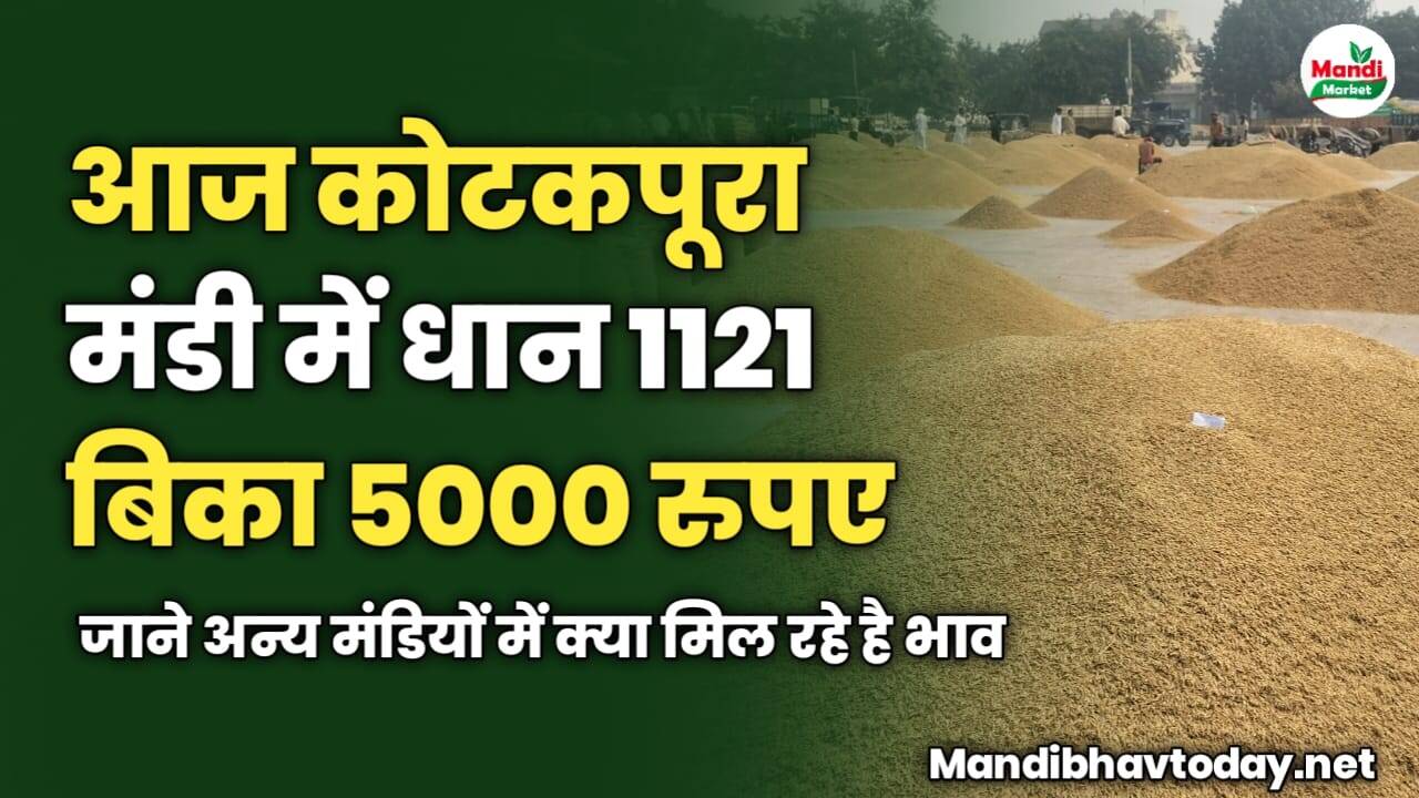 आज कोटकपूरा मंडी में धान 1121 बिका 5000 रुपए | जाने अन्य मंडियों में क्या मिल रहे है भाव 