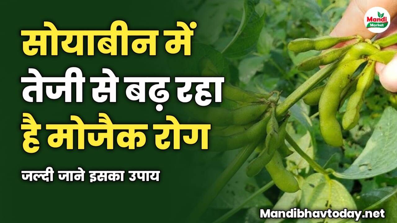 सोयाबीन में तेजी से बढ़ रहा है मोजैक रोग | जल्दी जाने इसका उपाय