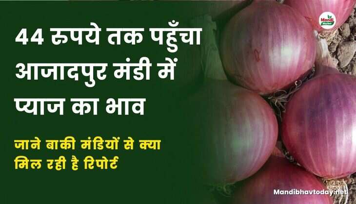 जाने बाकी मंडियों से क्या मिल रही है रिपोर्ट