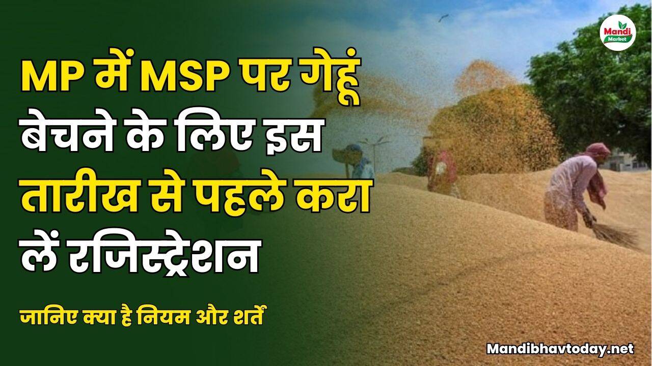 गेहू