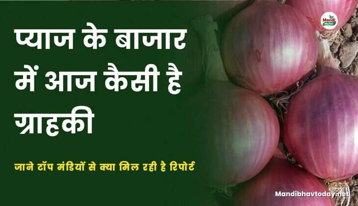 प्याज के बाजार में आज कैसी है ग्राहकी | जाने टॉप मंडियों से क्या मिल रही है रिपोर्ट