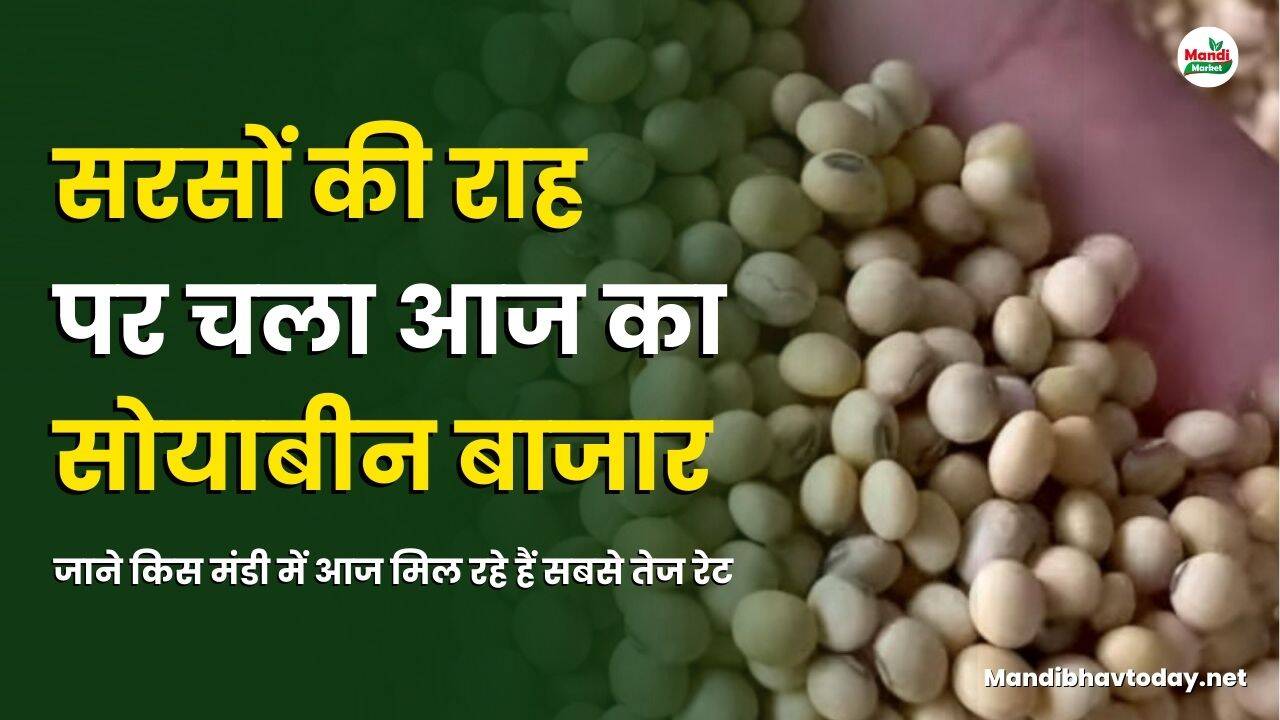 सरसों की राह पर चला आज सोयाबीन कर बाजार | जाने किस मंडी में आज मिल रहे हैं सबसे तेज रेट