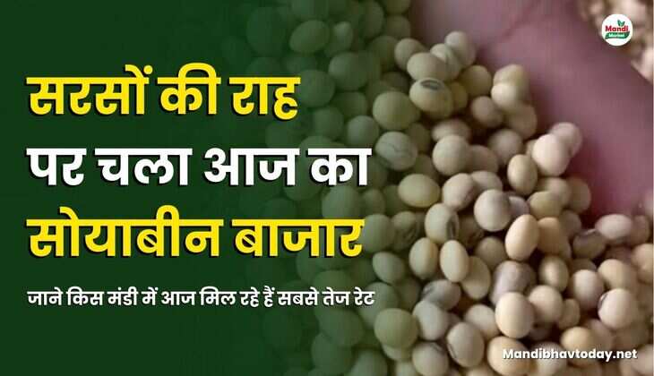 सरसों की राह पर चला आज सोयाबीन कर बाजार | जाने किस मंडी में आज मिल रहे हैं सबसे तेज रेट