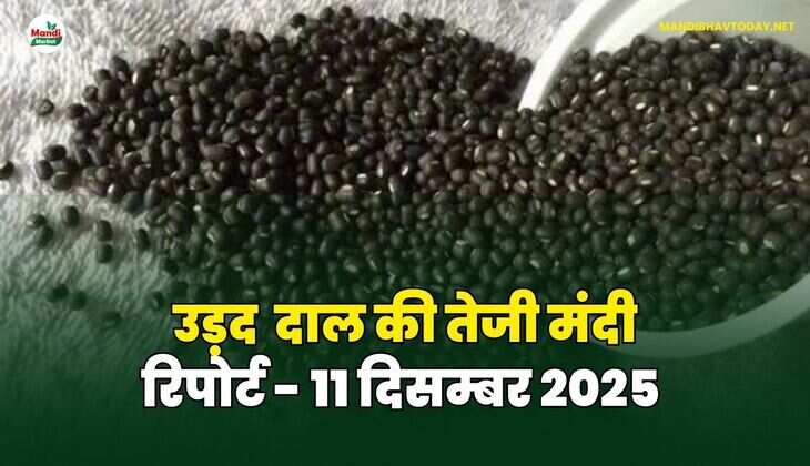 उड़द दाल की तेजी मंदी रिपोर्ट - 11 दिसम्बर 2025